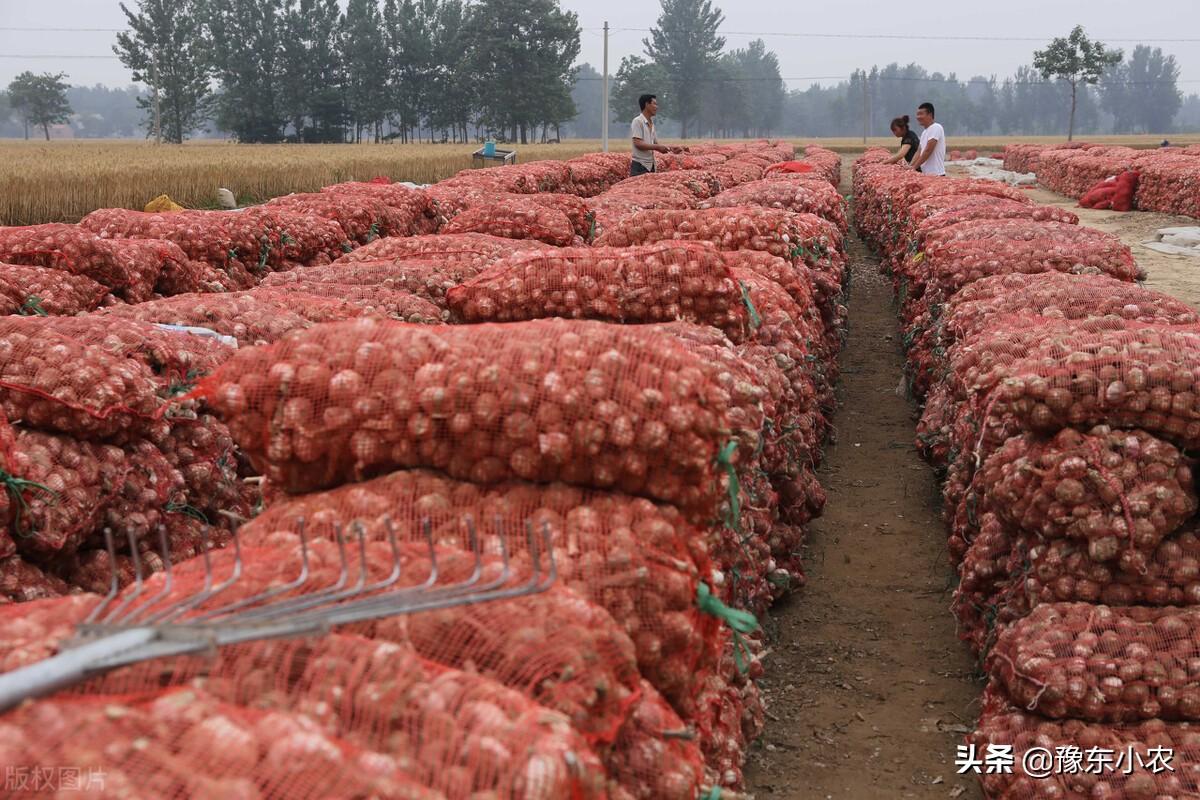大蒜价格最新价格行情,大蒜价格最新价格行情详解，如何获取大蒜价格信息