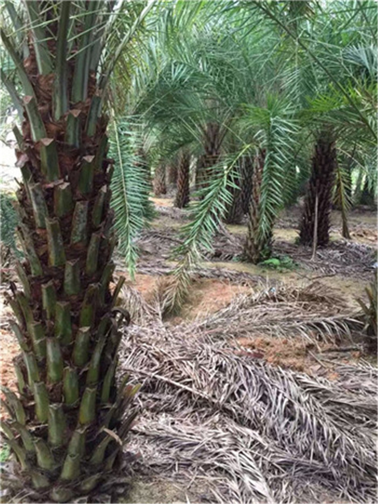 海枣树价格解析，市场趋势与影响因素深度探讨