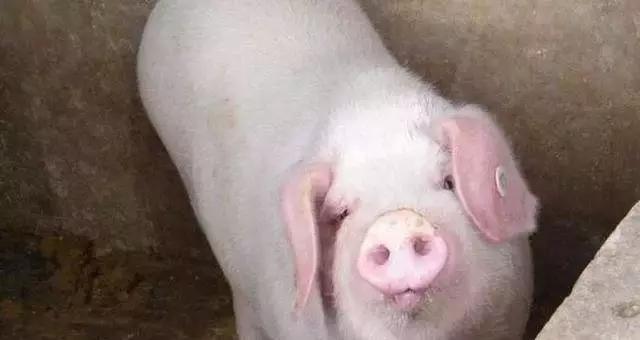 今日仔猪价格背后的故事，探寻价格背后的温情脉络