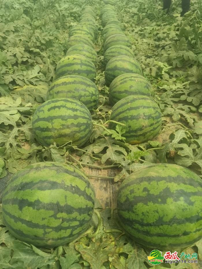 河北西瓜行情
