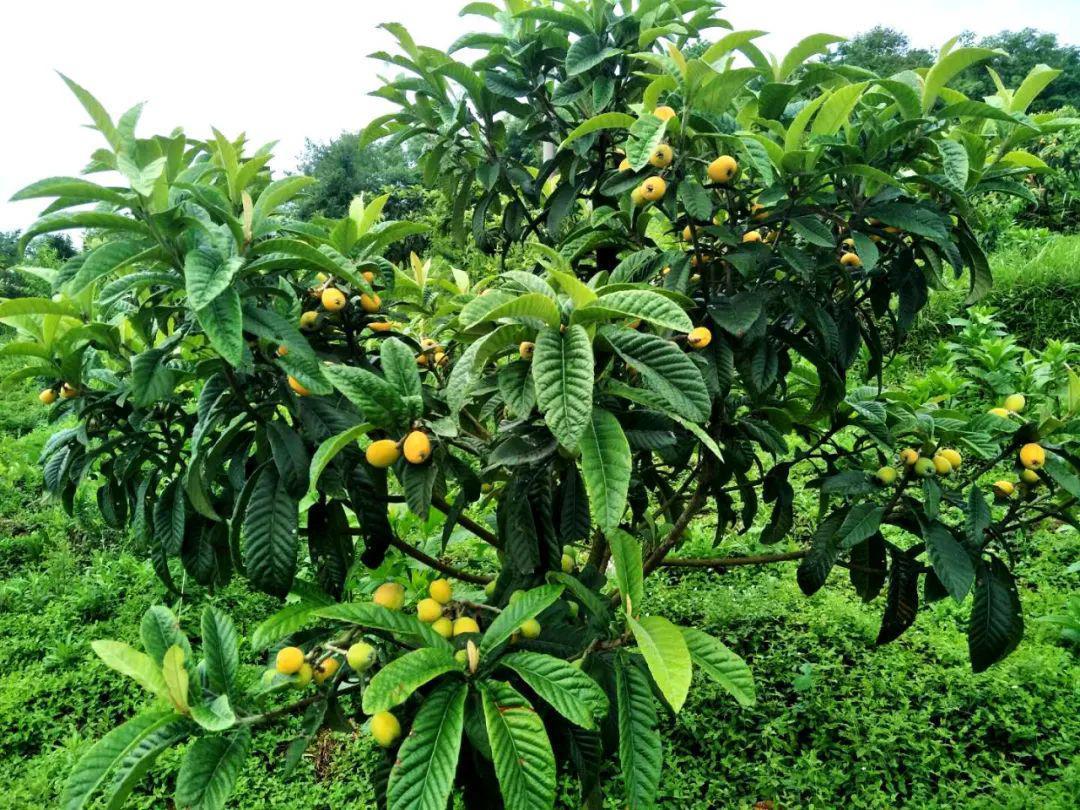 菠萝行情变迁回顾,时代影响与领域发展分析