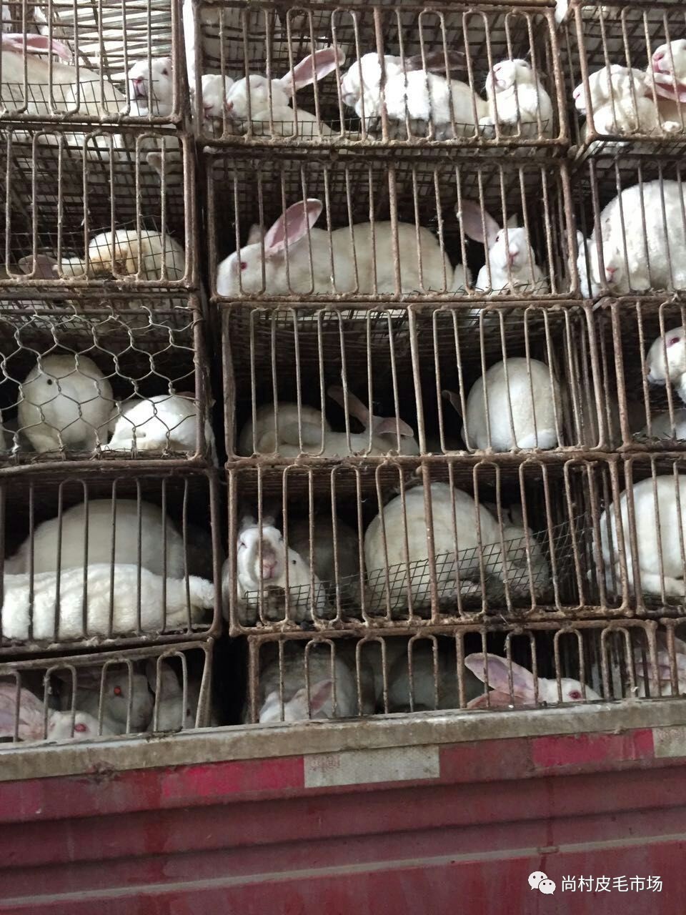 兔皮最新价格与探索自然美景的旅行之旅