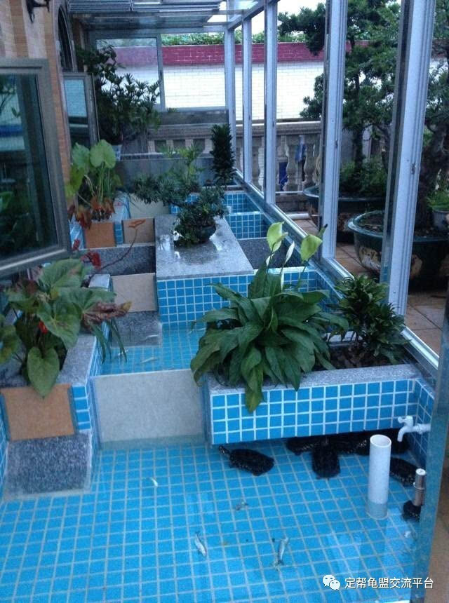 楼顶龟池美图鉴赏，详细步骤指南与美图欣赏