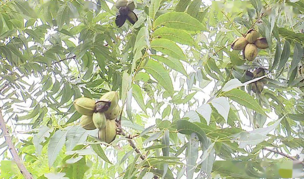 全椒林业改革最新动态，深度分析与观点阐述