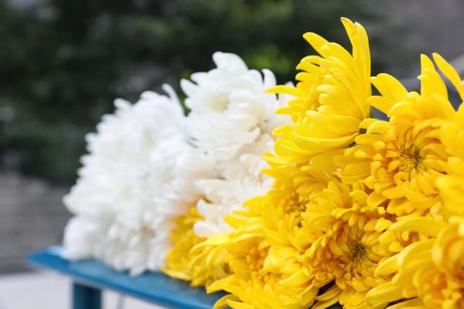 宋晓军最新动态揭秘，揭开领袖的神秘面纱