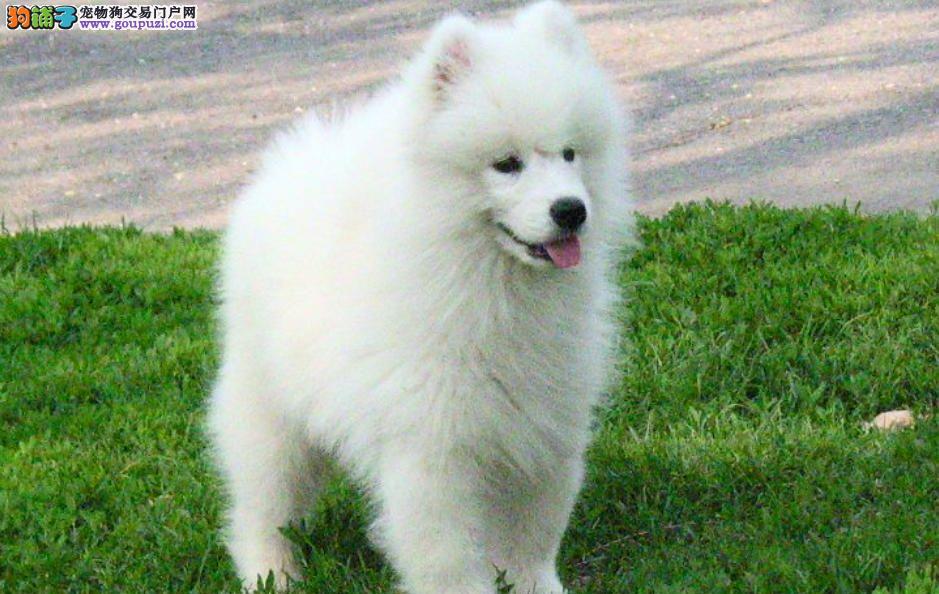 纯种萨摩耶幼犬价格