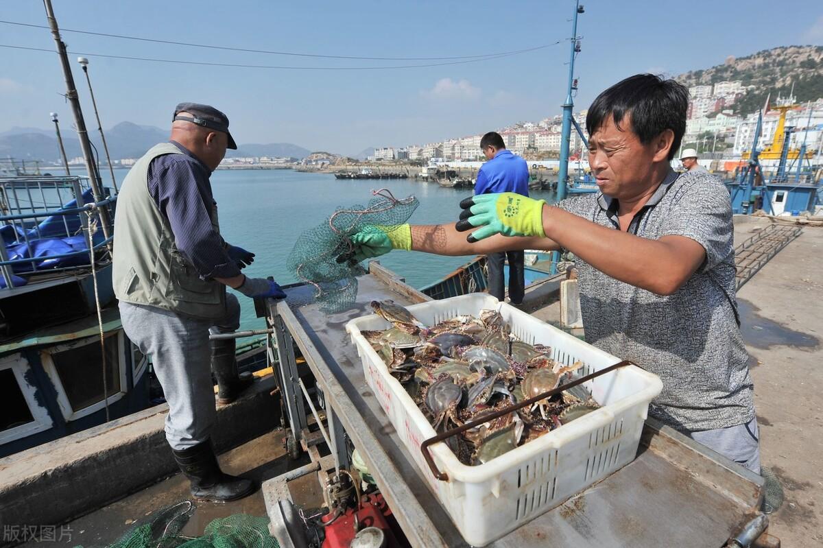 大闸蟹行情网，获取最新大闸蟹市场动态的首选平台