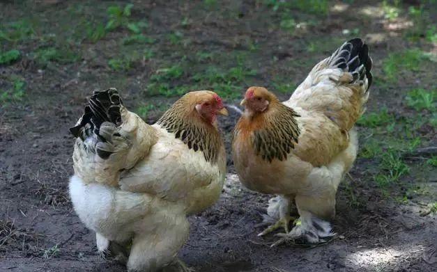 把握机遇，共创辉煌，2017年养土鸡行情预测与展望