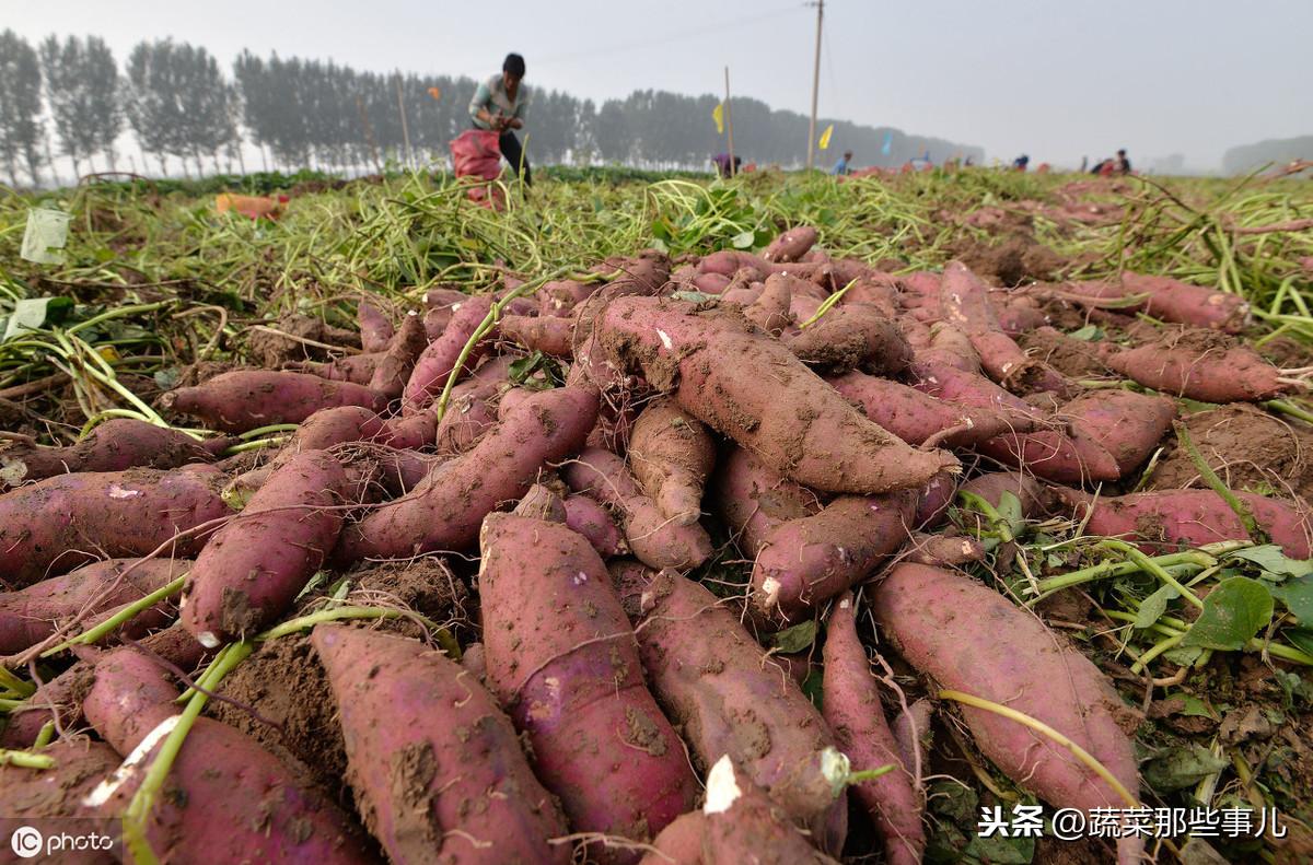 回顾与解析，菜花价格走势及其影响因素