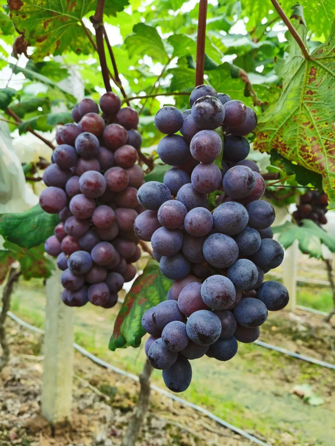 三水梁六端最新动态,三水梁六端最新动态，观点论述