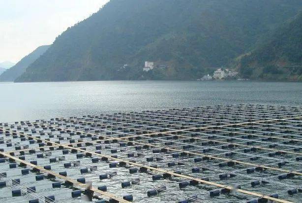 渔业养殖最新政策解析及动态关注