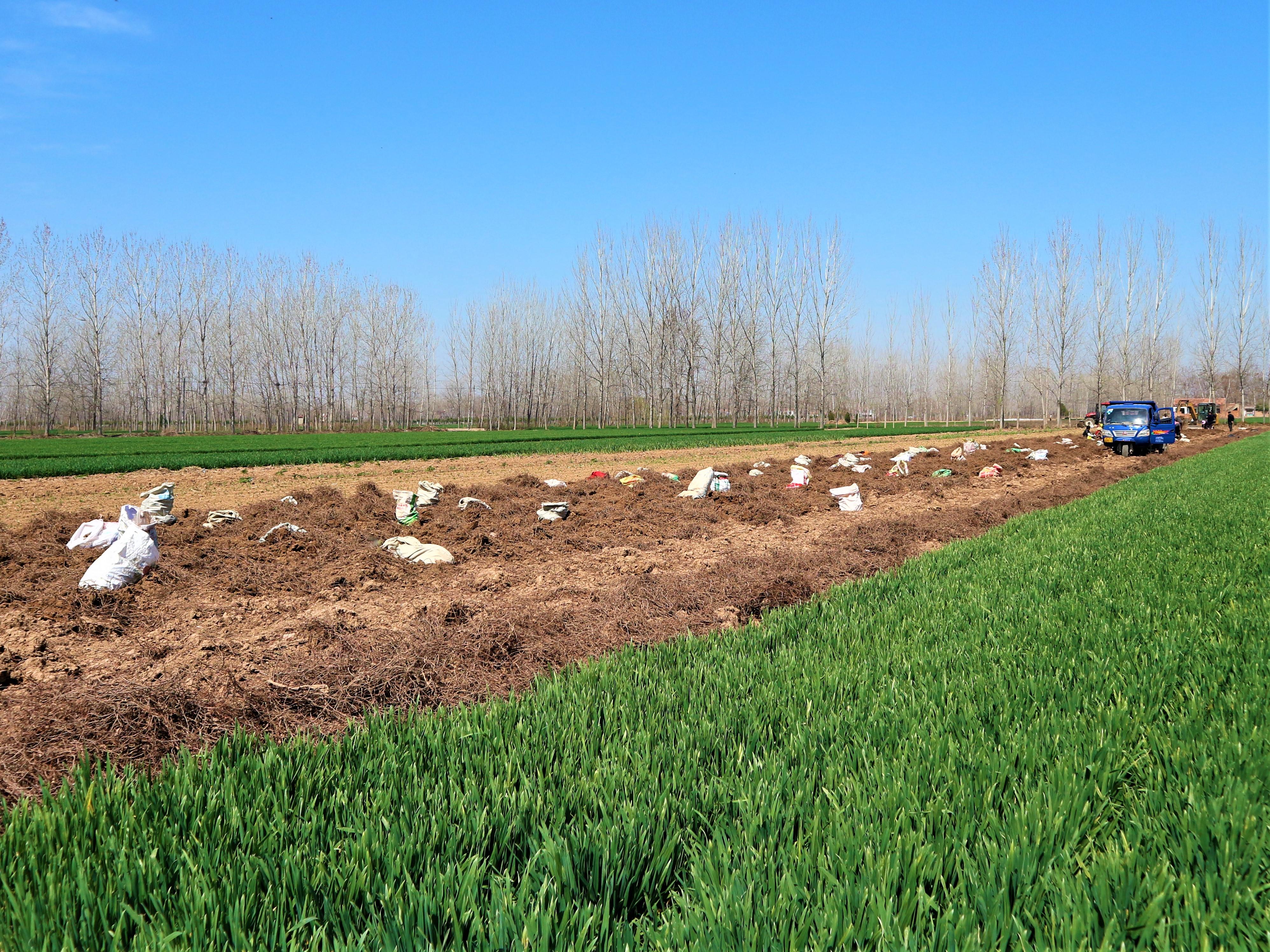 何首乌价格行情，科技与自然的融合引领健康新生活