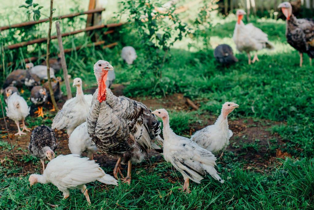 四川今日猪价行情与友情故事的交织